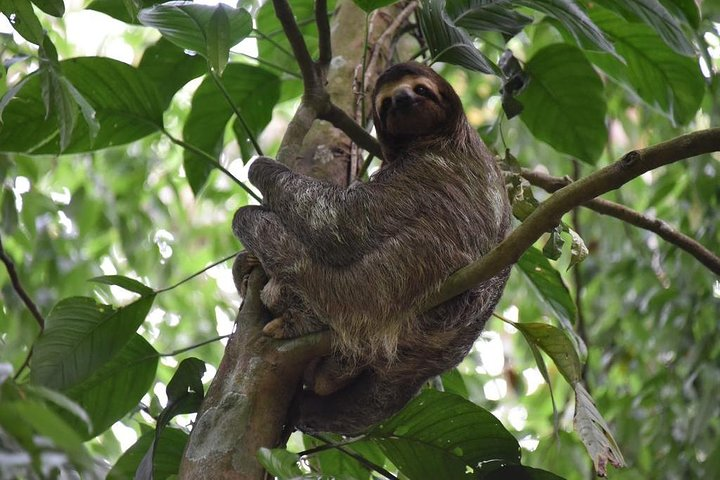 Sloth Adventure From Guanacaste - Photo 1 of 6